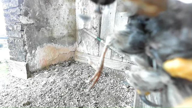 Screenshotter--YouTube-Birdcamit-PeregrineFalconsAloaBriciola-217’54”.jpg