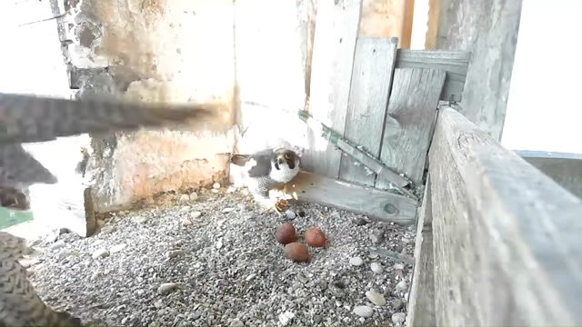 Screenshotter--YouTube-Birdcamit-PeregrineFalconsAloaBriciola-798’39”.jpg