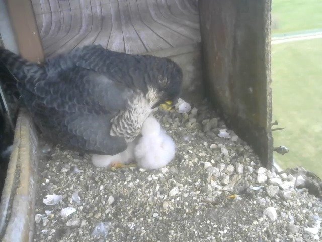 birdcam_10-4-2021-8-15.jpg