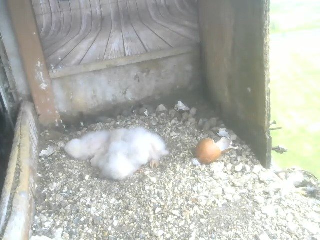 birdcam_11-4-2021-9-47.jpg