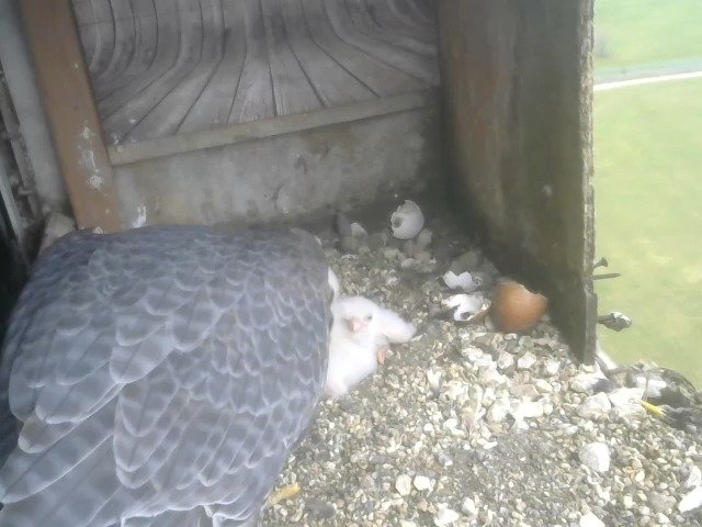 birdcam_12-4-2021-10-15.jpg