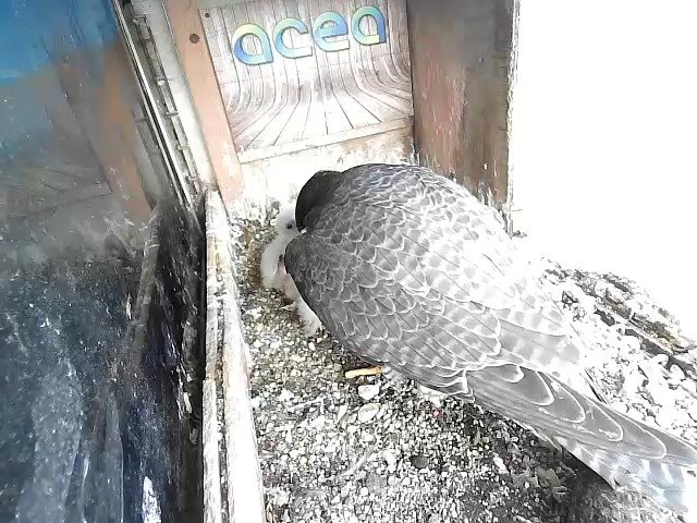 birdcam_17-4-2021-8-13 (1).jpg