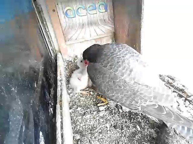 birdcam_17-4-2021-8-15.jpg