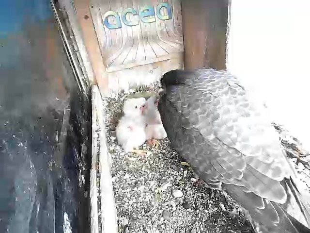 birdcam_17-4-2021-8-19.jpg