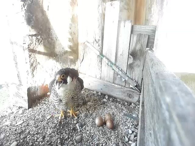 birdcam_19-4-2021-7-25 (1).jpg