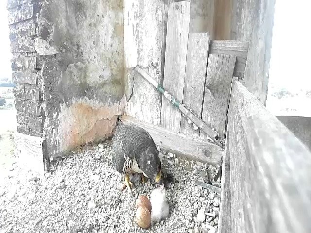 birdcam_22-4-2021-8-23 (1).jpg