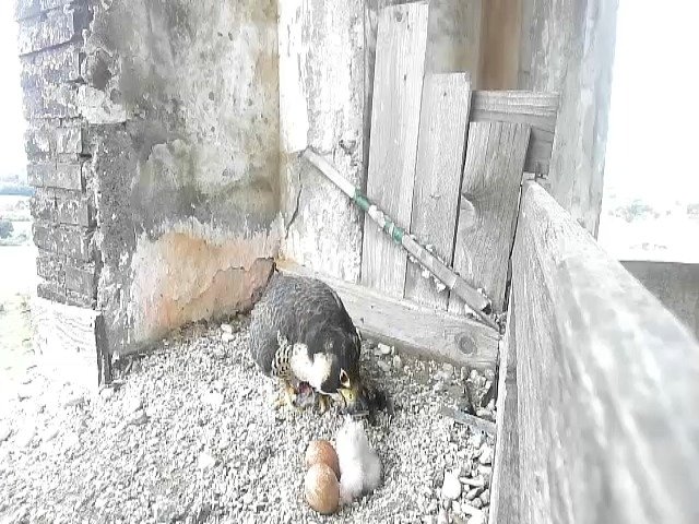 birdcam_22-4-2021-8-23.jpg