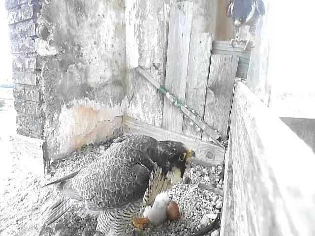 birdcam_22-4-2021-16-17.jpg