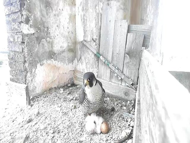 birdcam_22-4-2021-16-19.jpg