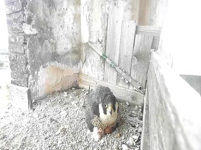 birdcam_23-4-2021-17-11 (1).jpg