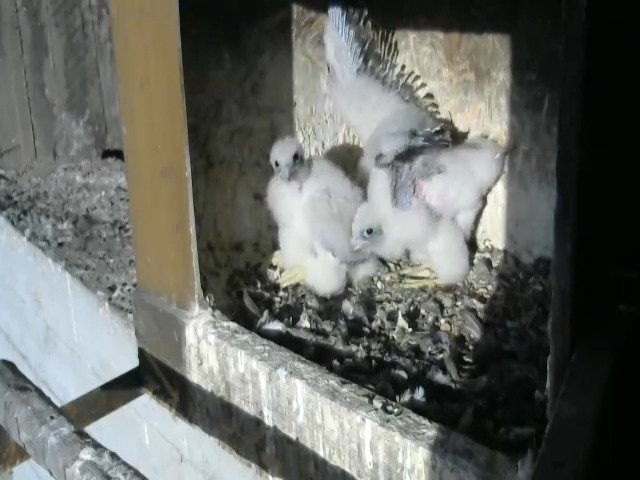 birdcam_23-4-2021-18-41.jpg