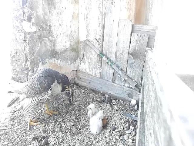 birdcam_25-4-2021-15-40.jpg