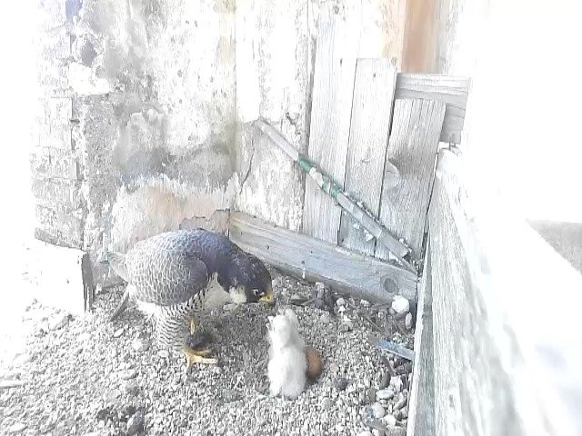 birdcam_25-4-2021-15-43.jpg