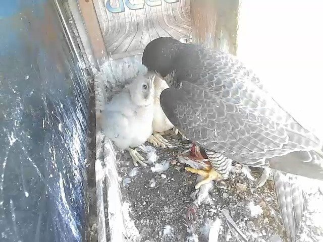 birdcam_25-4-2021-17-31 (1).jpg