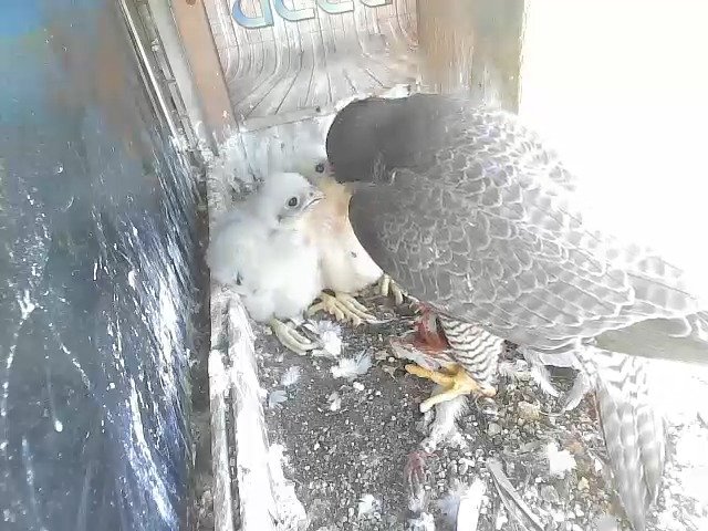 birdcam_25-4-2021-17-31.jpg