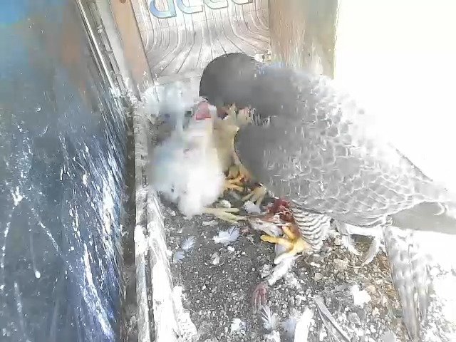 birdcam_25-4-2021-17-33 (1).jpg