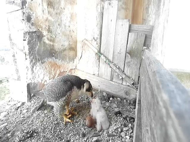 birdcam_26-4-2021-7-27.jpg
