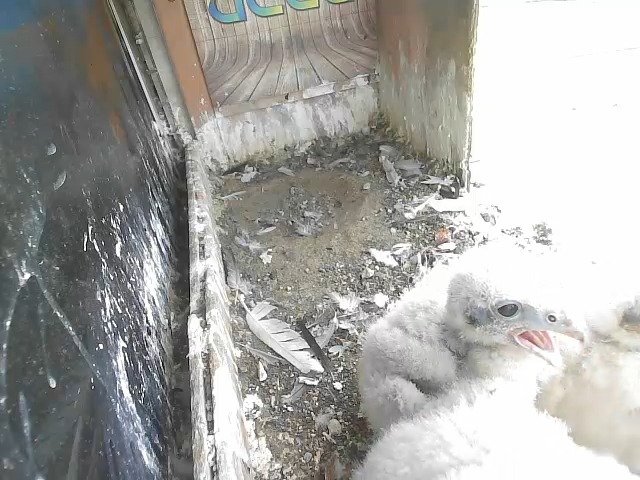 birdcam_26-4-2021-16-12.jpg