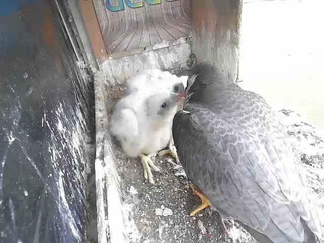 birdcam_27-4-2021-8-30.jpg