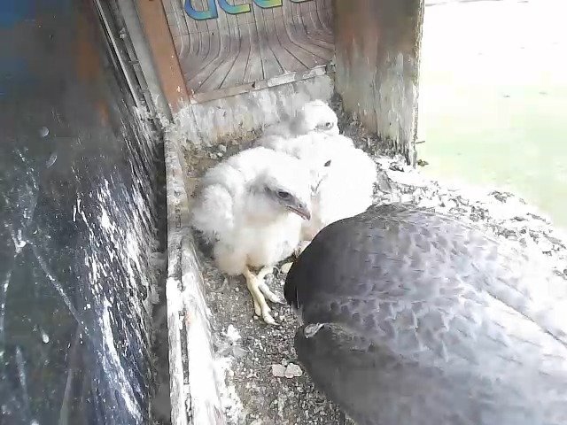 birdcam_27-4-2021-8-31.jpg