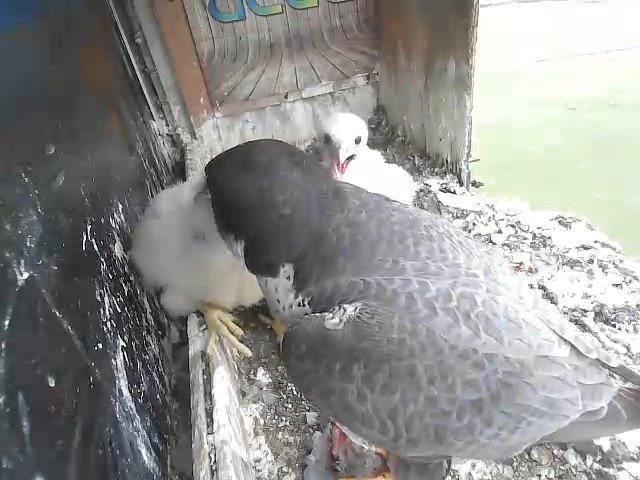 birdcam_27-4-2021-8-32.jpg