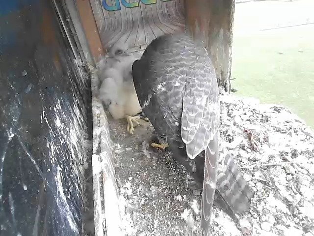 birdcam_27-4-2021-8-55.jpg