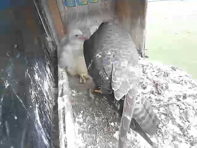 birdcam_27-4-2021-8-56.jpg