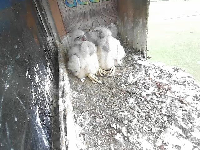 birdcam_27-4-2021-9-3.jpg