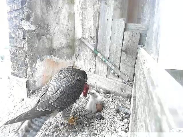 birdcam_27-4-2021-9-29.jpg