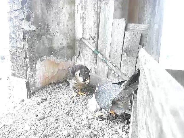 birdcam_27-4-2021-9-37 (1).jpg