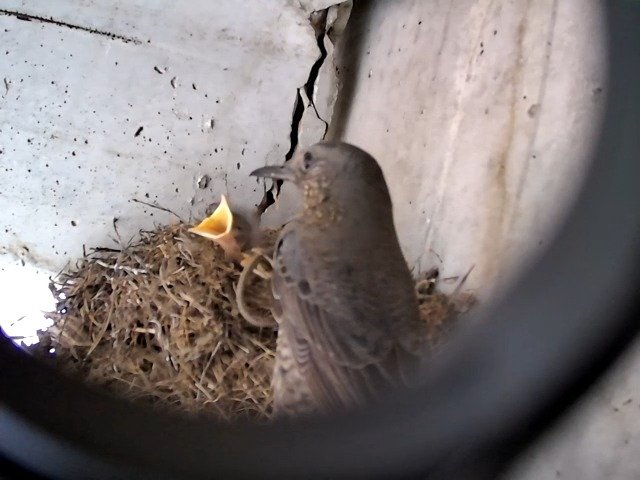 birdcam_27-4-2021-14-48 (4).jpg