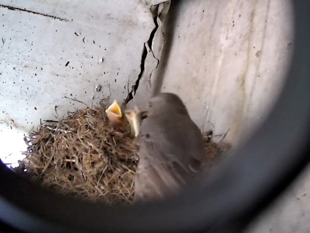 birdcam_27-4-2021-14-48 (2).jpg