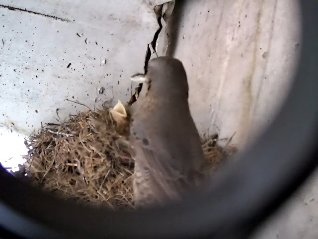 birdcam_27-4-2021-14-48 (1).jpg