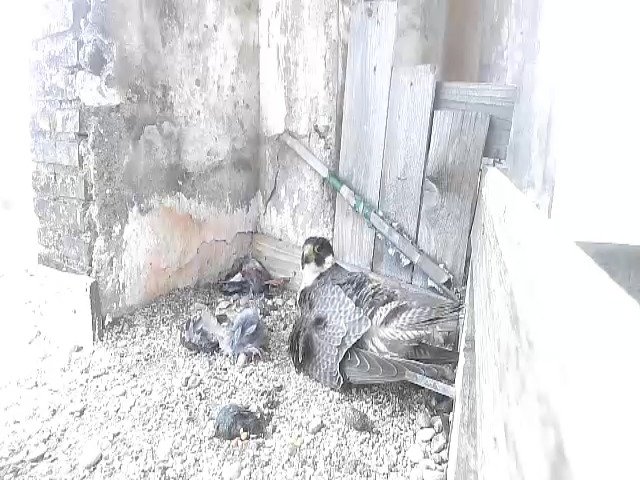 birdcam_27-4-2021-15-2.jpg