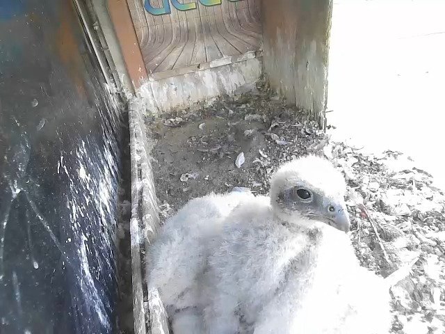 birdcam_27-4-2021-15-0.jpg