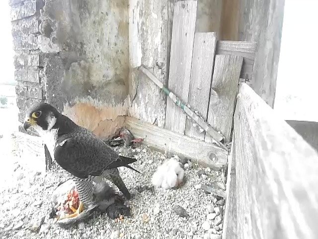 birdcam_27-4-2021-15-25.jpg