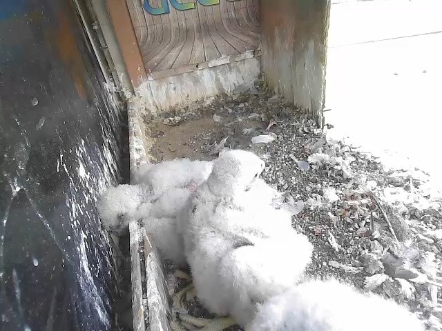 birdcam_27-4-2021-15-34.jpg