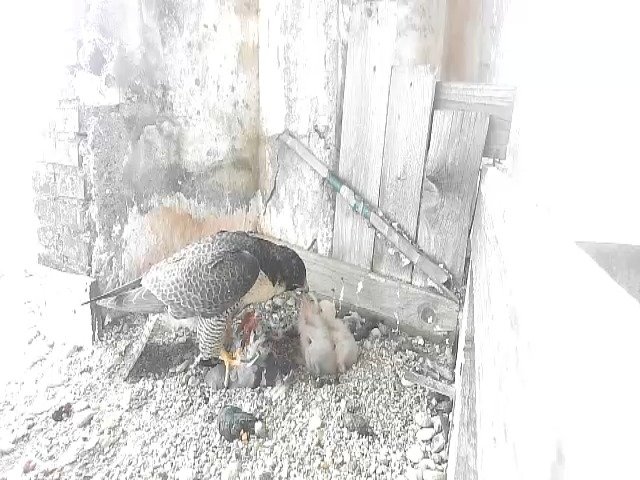 birdcam_27-4-2021-16-28 (1).jpg