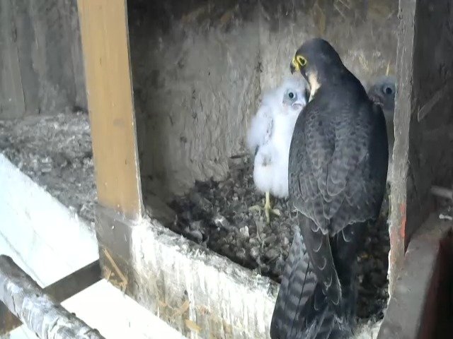 birdcam_27-4-2021-16-46.jpg