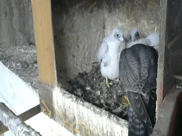 birdcam_27-4-2021-16-47 (1).jpg