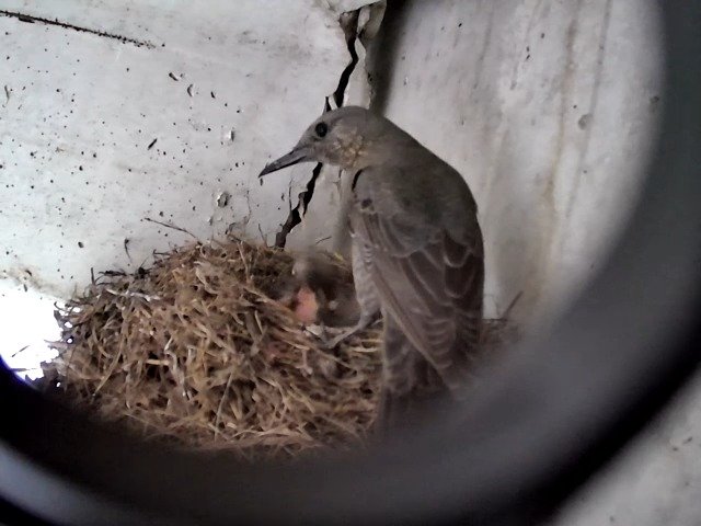 birdcam_27-4-2021-16-54.jpg