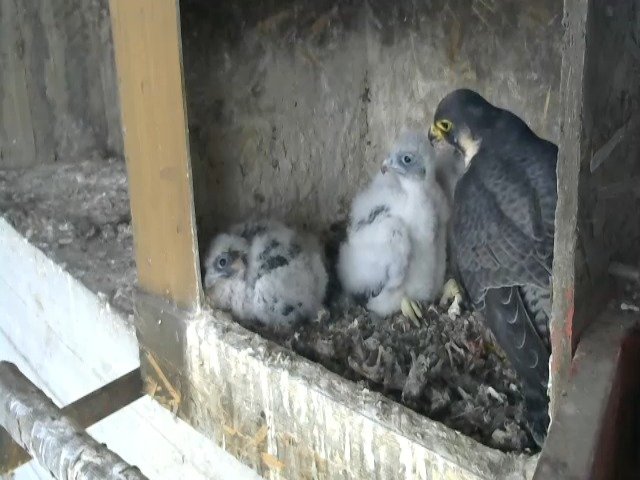 birdcam_27-4-2021-17-9.jpg