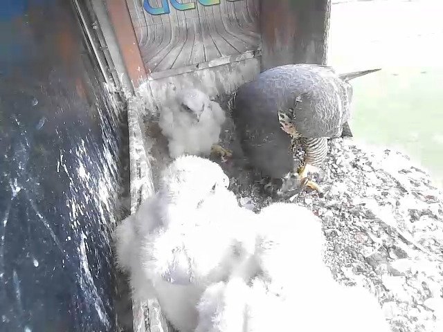 birdcam_27-4-2021-17-24 (1).jpg