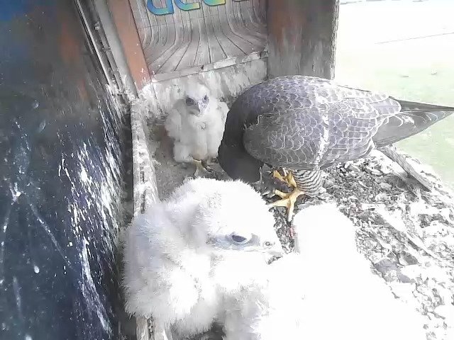 birdcam_27-4-2021-17-24.jpg