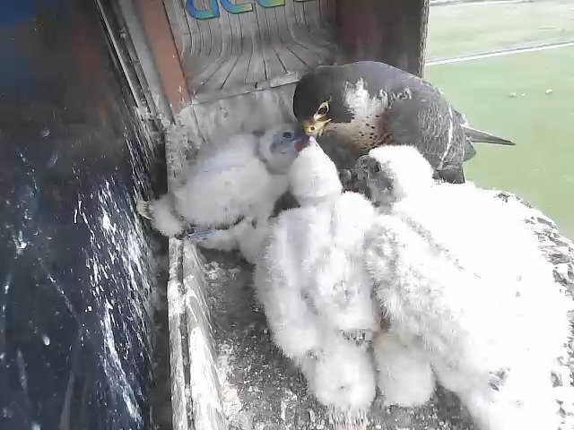 birdcam_27-4-2021-17-28.jpg