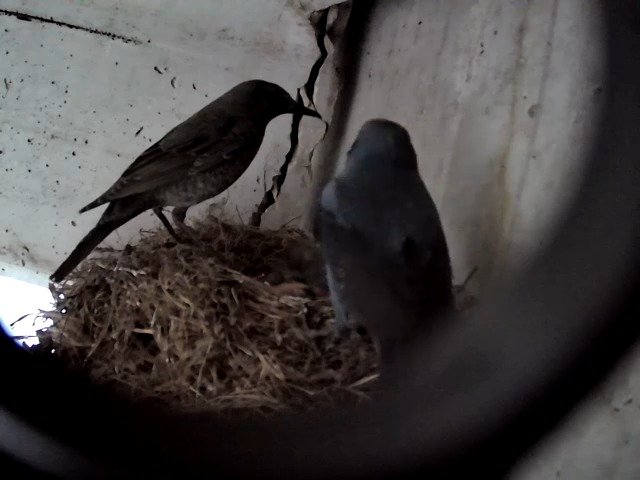 birdcam_27-4-2021-18-32.jpg