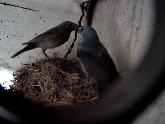 birdcam_27-4-2021-18-32 (2).jpg