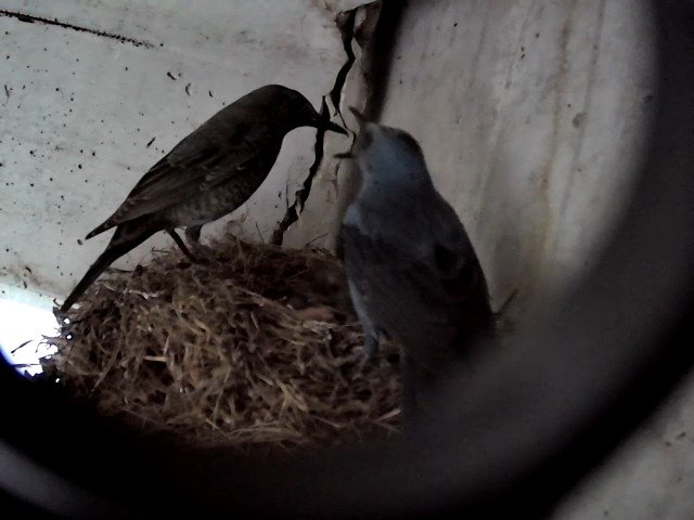 birdcam_27-4-2021-18-32 (1).jpg