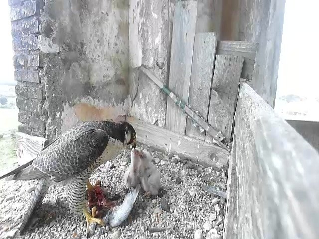 birdcam_27-4-2021-19-22.jpg