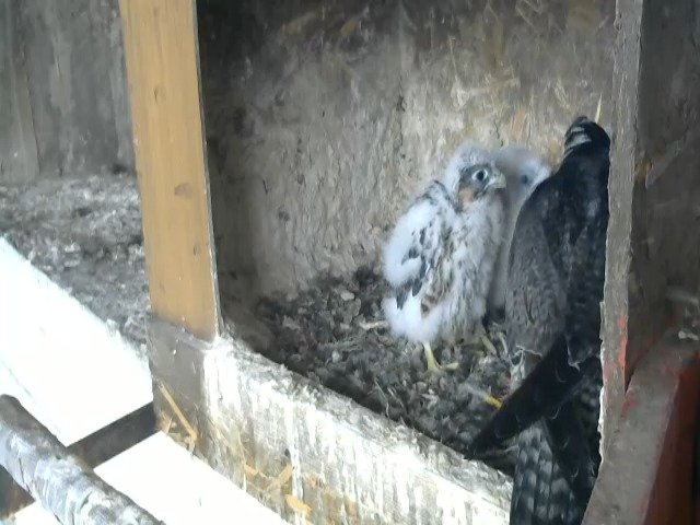 birdcam_28-4-2021-7-11 (1).jpg